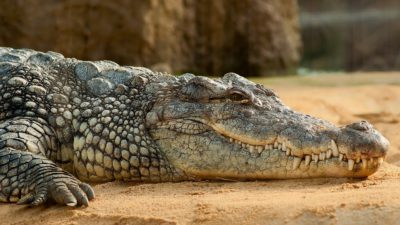 En krokodil som ligger på sand