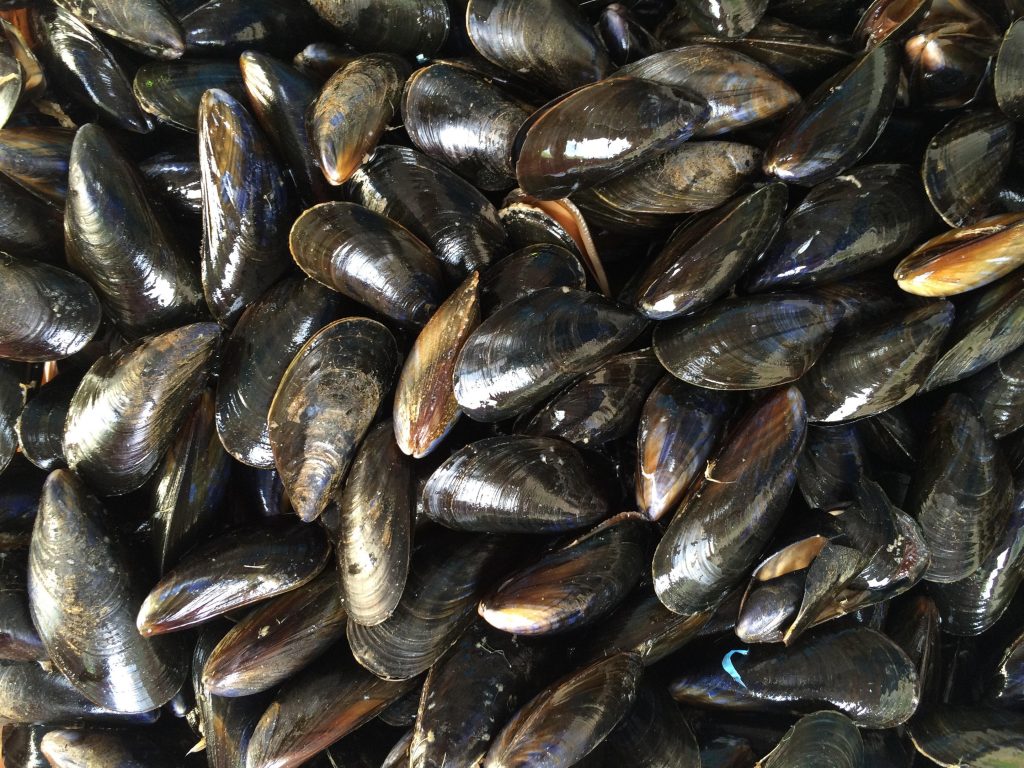 Blåmusslor